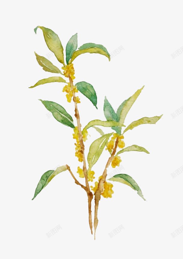 水彩绘桂花矢量图eps免抠素材_88icon https://88icon.com 手绘 桂花 桂花枝 水彩 秋天 金桂 香气 矢量图