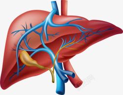 血管图手绘肝脏高清图片
