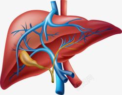 手绘血管手绘肝脏高清图片