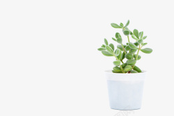 清新的绿色盆栽素材