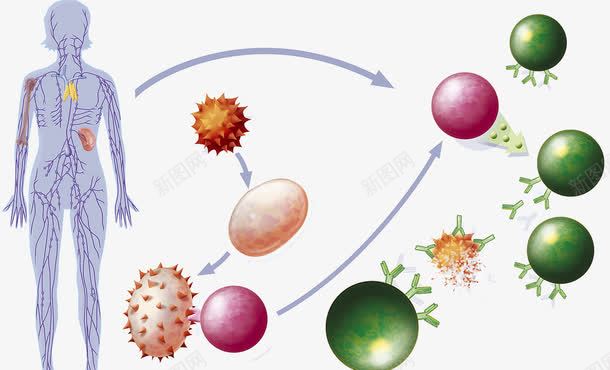 人体免疫系统png免抠素材_88icon https://88icon.com 人体免疫系统 吞噬 抗体 浆细胞 病毒入侵 蛋白质