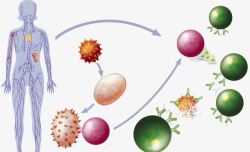 蛋白质细胞人体免疫系统高清图片