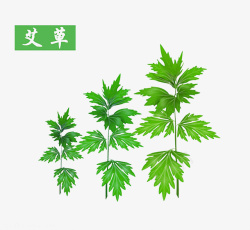 海草绿色植物艾草绿色植物高清图片