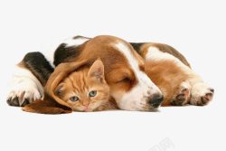 睡觉的猫猫和狗狗高清图片