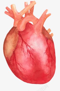 卡通血管构造手绘图标手绘图标心脏图标