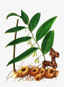 药材PNG素材手绘黄精植物高清图片