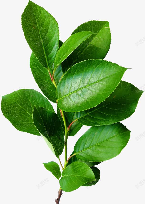 秋季植物绿色小清新叶子大片png免抠素材_88icon https://88icon.com 叶子 大片 植物 清新 秋季 绿色