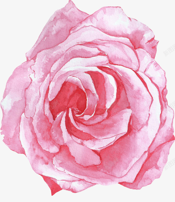 卡通手绘粉色美丽的玫瑰花png免抠素材_88icon https://88icon.com 创意 动漫动画 卡通手绘 水彩 粉色花卉 美丽的玫瑰花