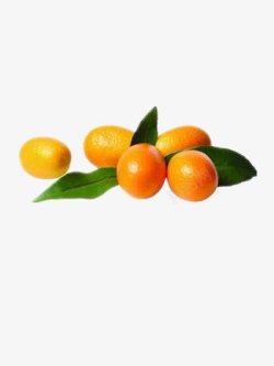 橘子树叶金桔高清图片