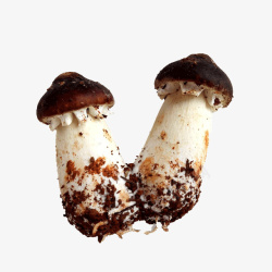 真菌蘑菇野生松茸高清图片