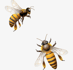 展开翅膀蜜蜂两只小蜜蜂高清图片