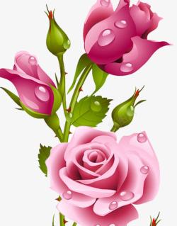 简洁的花卉浪漫玫瑰花高清图片