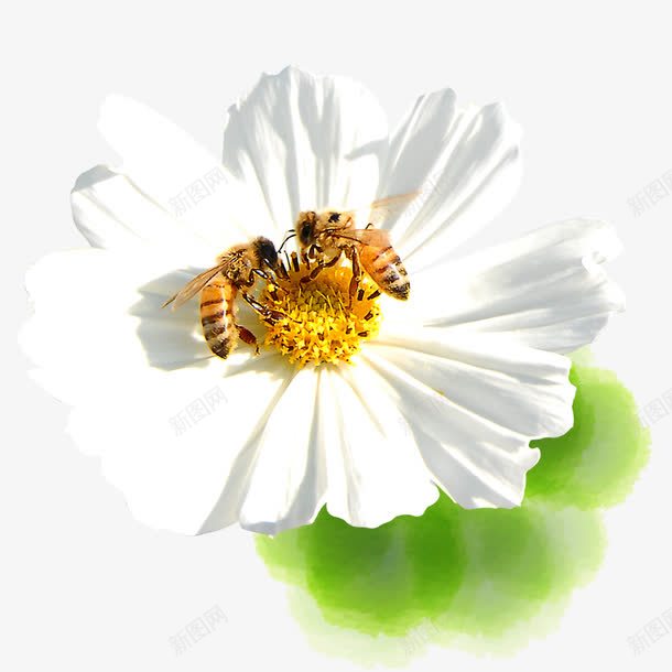 花朵蜜蜂采蜜春日png免抠素材_88icon https://88icon.com 春分 花蜜 菊花 蜂类 蜜蜂 采蜜