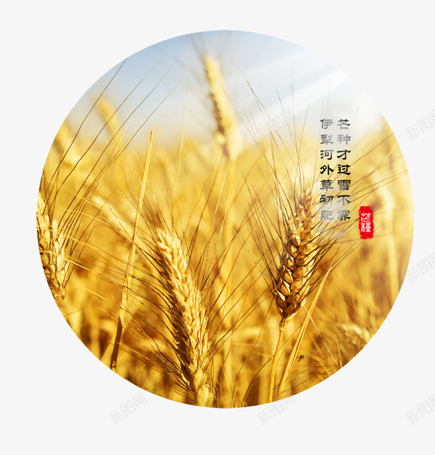 简约黄色芒种海报psd免抠素材_88icon https://88icon.com 二十四节气 简约 简约黄色芒种海报 节气 芒种海报 黄色