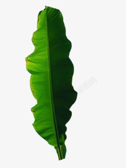 热带雨林绿色芭蕉叶素材