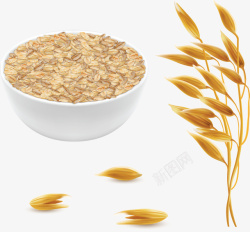 健康早餐秋季丰收成熟燕麦高清图片