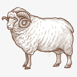 手绘写实线描羊图案素材