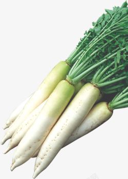 天然绿色食品白萝卜高清图片