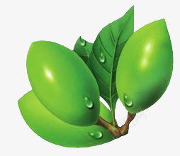 槟榔png免抠素材_88icon https://88icon.com 叶子 水珠 绿色