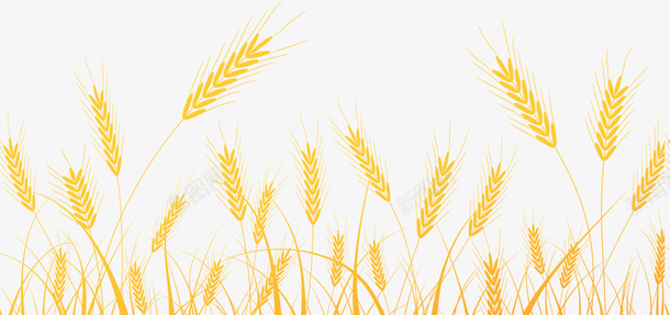 手绘麦田里的小麦png免抠素材_88icon https://88icon.com 庄稼 秸秆 粮食 褐色的麦穗 食物 麦穗 麦粒 黄色小麦