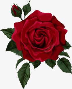 红花手绘带刺的玫瑰高清图片