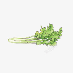 绿色菜叶手绘芹菜芹菜叶高清图片