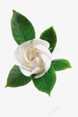 白色茉莉花卉免费下载白色茉莉花高清图片