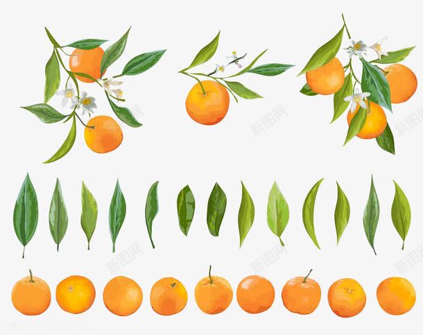 柑橘果实和叶子的绘画图案png免抠素材_88icon https://88icon.com 叶子 图案 手绘 果实 柑橘 水果 组合 绘画