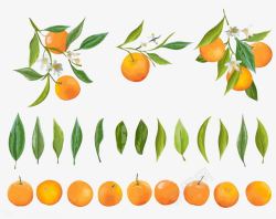 叶子组合柑橘果实和叶子的绘画图案高清图片