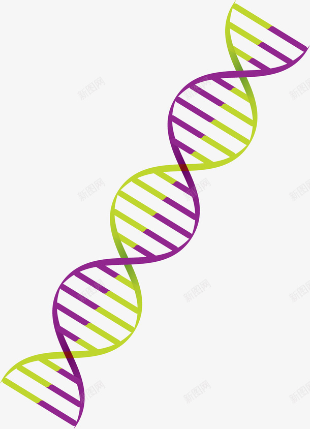 缠绕紫绿色卡通风格DNA矢量图ai免抠素材_88icon https://88icon.com 卡通 卡通风格 扁平风格 矢量DNA 紫绿色 缠绕 矢量图