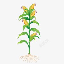 植物根系种植玉米高清图片