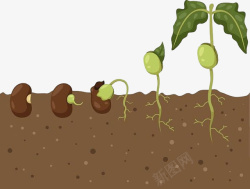 种子发芽的过程小种子的生根发芽高清图片