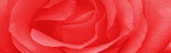 松子特写海报大红唯美大气玫瑰花特写海报背景高清图片
