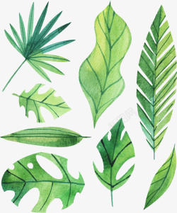 8款绿色棕榈树叶素材