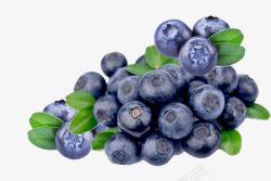 实物新鲜采摘蓝莓素材