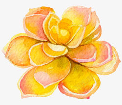 手绘水彩多肉植物素材