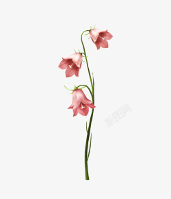 粉色水彩手绘三朵花素材