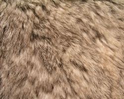 动物毛皮动物皮革摄影高清图片