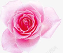 粉色玫瑰杂志封面装饰素材