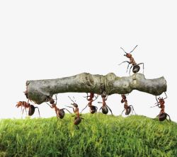 蚂蚁抬木头素材