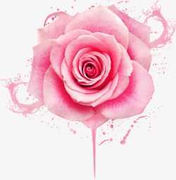 粉色水花玫瑰花高清图片