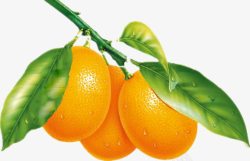 柠檬果园橙子高清图片