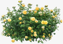 黄色花朵框架黄色花丛元素高清图片