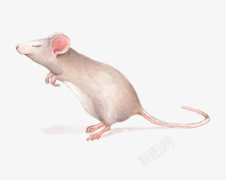 卡通手绘可爱小老鼠素材