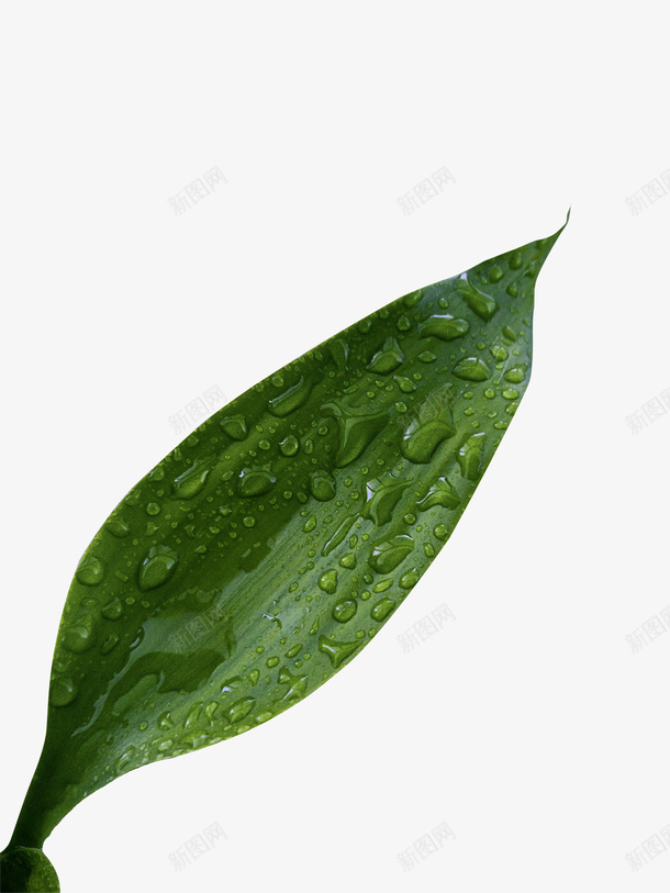 一片有露水的叶子png免抠素材_88icon https://88icon.com 叶子 春天 植物 绿色 装饰 露水