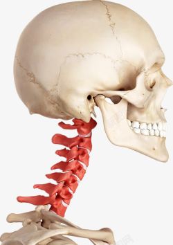 白色骨骼嵴柱人体骨骼骨架脊柱颈椎高清图片