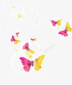美丽起舞彩色蝴蝶高清图片