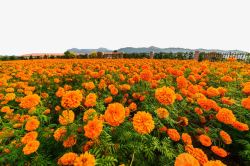 免抠花田万寿菊花海高清图片