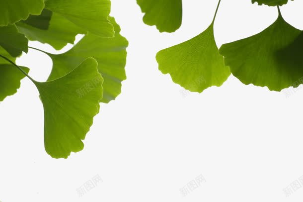 绿色的银杏叶png免抠素材_88icon https://88icon.com 春天 杏树 水彩 绿色 银杏叶