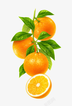 橙子树枝手绘橙子高清图片